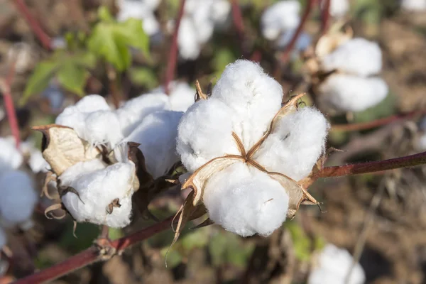 Champs de coton blanc avec coton mûr prêt pour la récolte — Photo