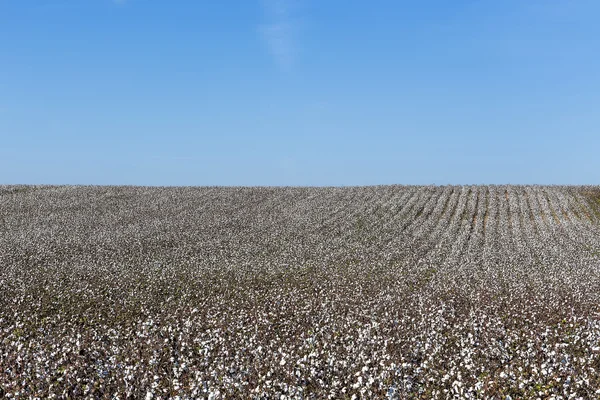 Champs de coton blanc avec coton mûr prêt pour la récolte — Photo