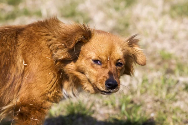 Söt liten brun hund i ett grönt fält — Stockfoto
