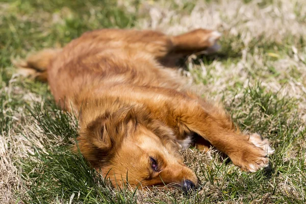 Cute little brown dog in a green field — Stock Photo, Image