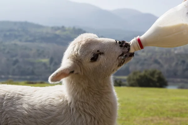 奶瓶喂养羊宝宝在自然背景 — 图库照片