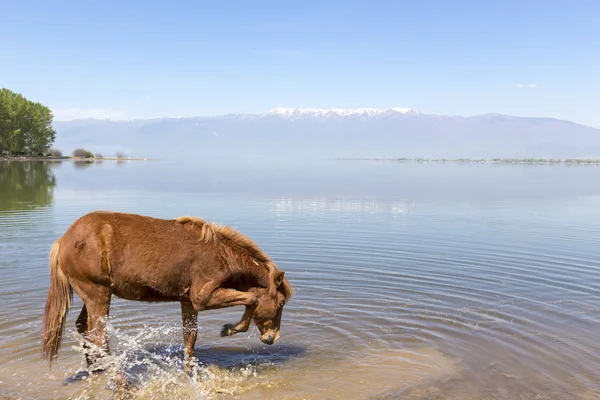 Конская питьевая вода перед озером . — стоковое фото