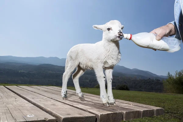 Garrafa alimentação bebê ovelhas no fundo da natureza — Fotografia de Stock