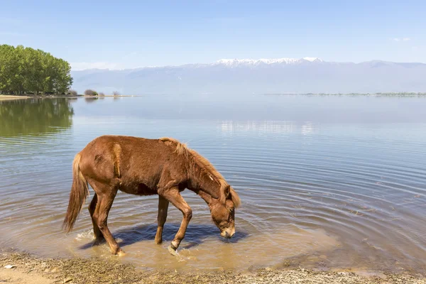 Άλογο πόσιμο νερό μπροστά από μια λίμνη. — Φωτογραφία Αρχείου