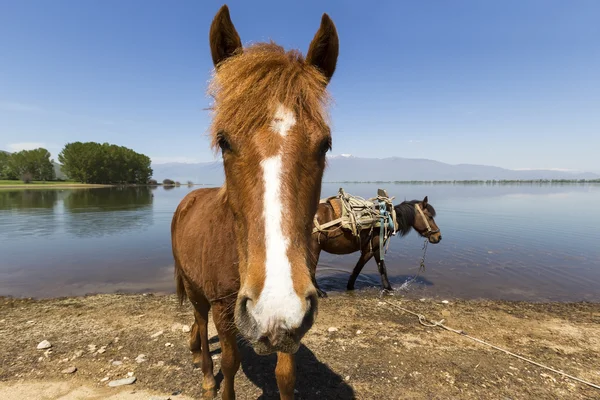 Ló néz ki, a kamera előtt egy tó. — Stock Fotó