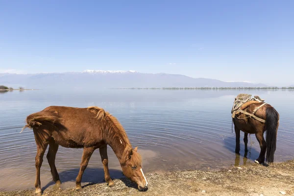 Caballos bebiendo agua frente a un lago . — Foto de Stock