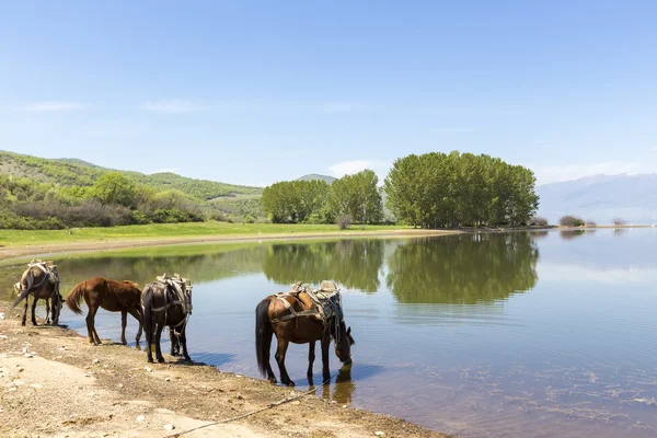 Caballos bebiendo agua frente a un lago . — Foto de Stock