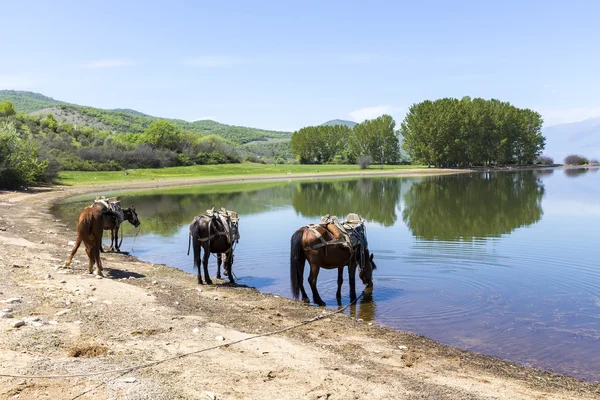 Caballos bebiendo agua frente a un lago . — Foto de Stock