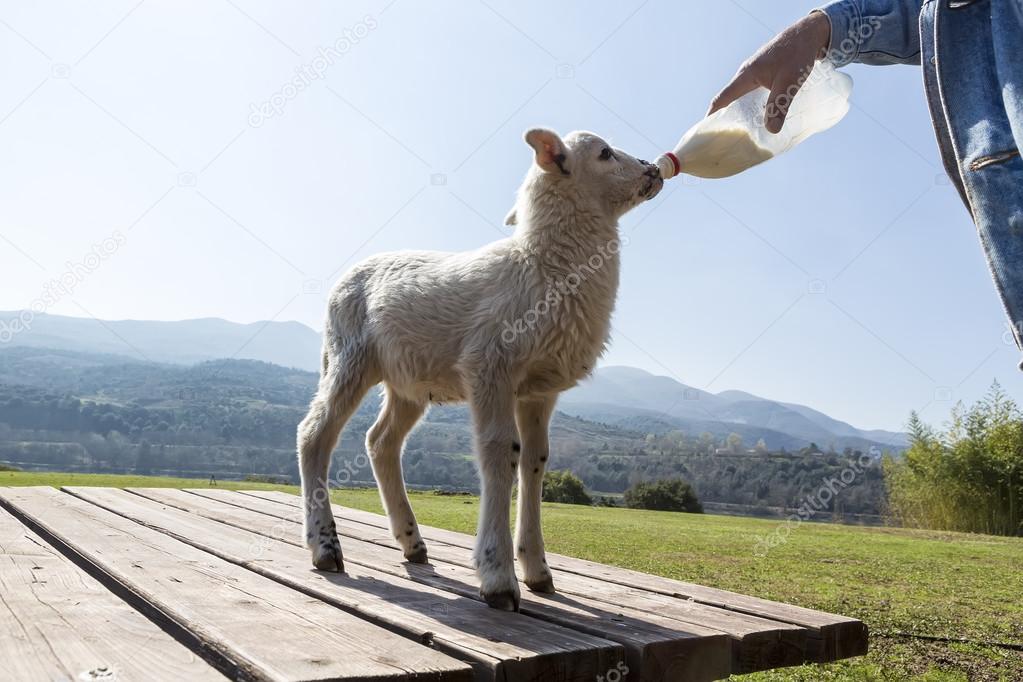 Bottle feeding baby sheep in nature background
