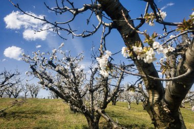 Rachi, Pieria, Yunanistan. Bahar mevsiminde çiçek açan kiraz ağaçları, beyaz çiçekler ve dağ zeminiyle....