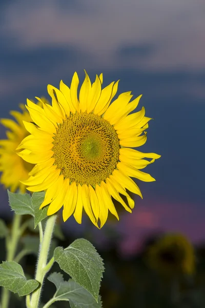 Sonnenblume gegen den blauen Himmel bei Sonnenuntergang. geringe Schärfentiefe — Stockfoto