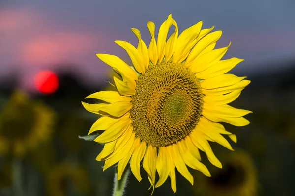 Sonnenblume gegen den blauen Himmel bei Sonnenuntergang. geringe Schärfentiefe — Stockfoto