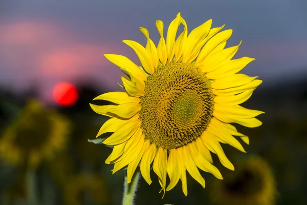 Sonnenblume gegen den blauen Himmel bei Sonnenuntergang. geringe Schärfentiefe — Stockfoto