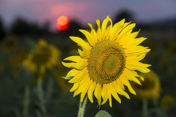 Sonnenblume gegen den blauen Himmel bei Sonnenuntergang. geringe Schärfentiefe — Stockfoto