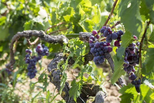 Bando de uvas de vinho penduradas no vinho — Fotografia de Stock