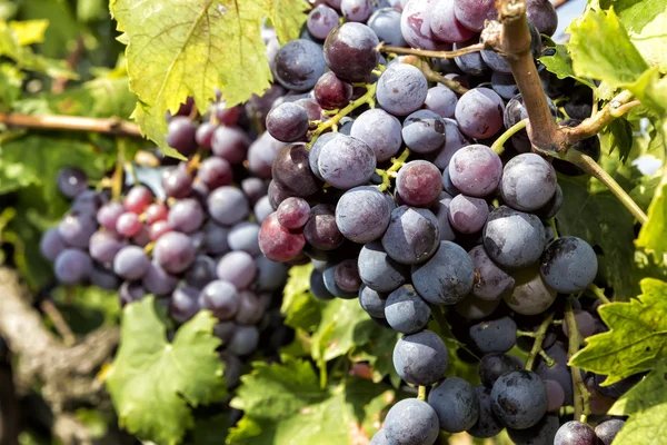 Bando de uvas de vinho penduradas no vinho — Fotografia de Stock