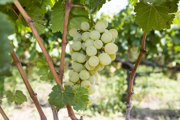 Trauben hängen am Wein — Stockfoto