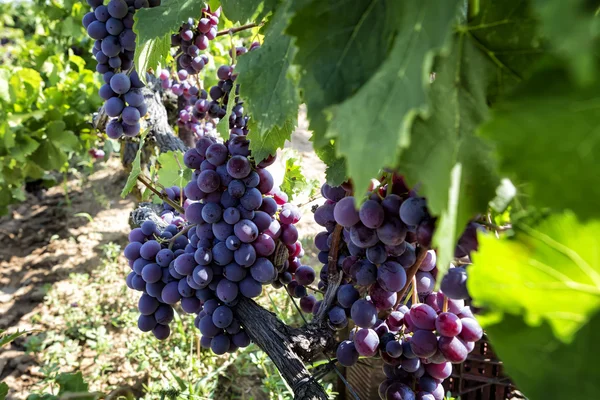 Des grappes de raisins de cuve suspendues au vin — Photo