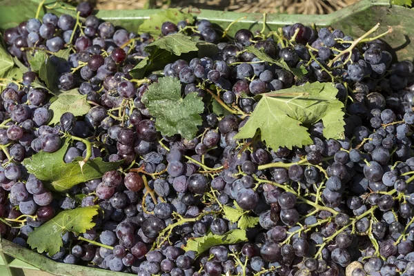 Panier de raisins rouges dans les vignes pendant la vendange . — Photo