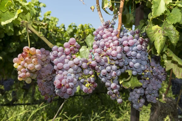 Bunches of wine grapes hanging on the wine — Stock Photo, Image