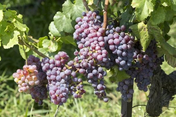 Klasar av druvor för vinframställning hängande på vin — Stockfoto