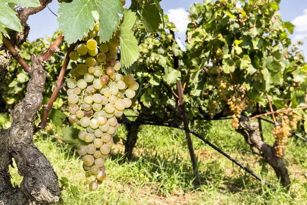 Bando de uvas de vinho penduradas no vinho — Fotografia de Stock