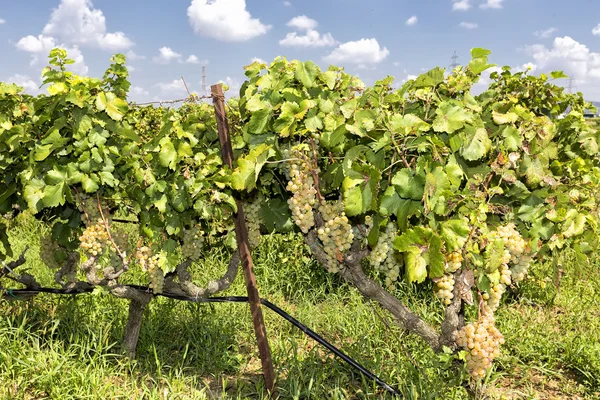 Bunches of wine grapes hanging on the wine — Stock Photo, Image