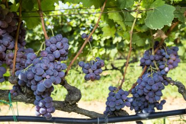 Bunches of wine grapes hanging on the wine clipart