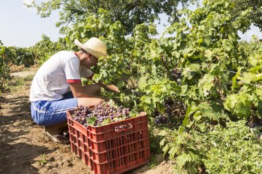 Çiftlik işçisi malzeme çekme üzüm sırasında hasat Thessaloniki, Yunanistan
