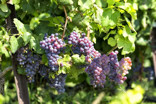 Bunches of wine grapes hanging on the wine — Stock Photo, Image