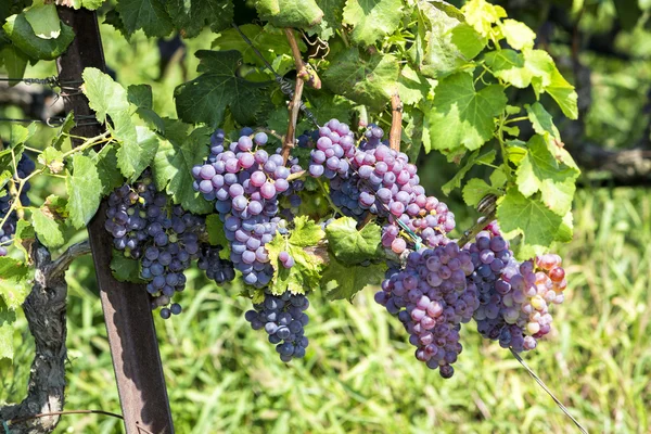 Bunches of wine grapes hanging on the wine — Stock Photo, Image