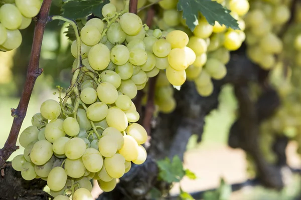 Klasar av druvor för vinframställning hängande på vin — Stockfoto