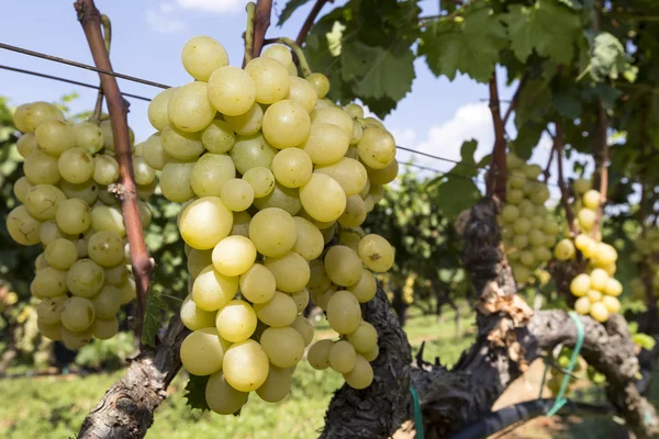 Bando de uvas de vinho penduradas no vinho — Fotografia de Stock