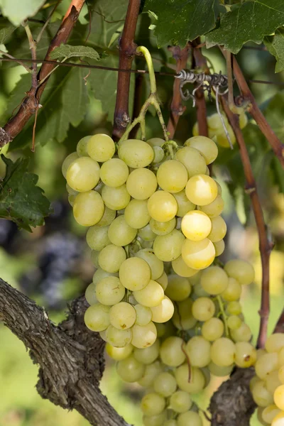 Des grappes de raisins de cuve suspendues au vin — Photo