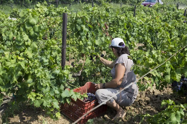 Farm worker picking grape during harvest in Thessaloniki, Greece — Stock Photo, Image