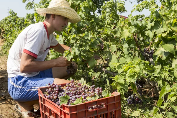 Farm worker picking grape during harvest in Thessaloniki, Greece — Stock Photo, Image