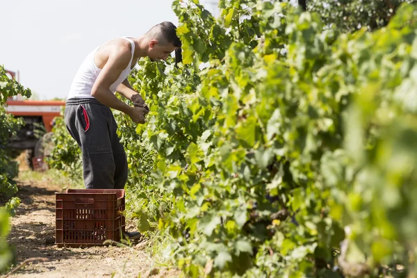 Campesino recogiendo uva durante la cosecha en Tesalónica, Grecia — Foto de Stock