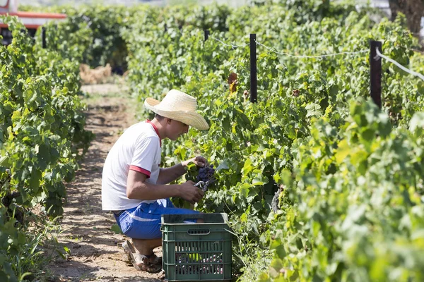 Farm worker picking grape during harvest in Thessaloniki, Greece — Stock Photo, Image