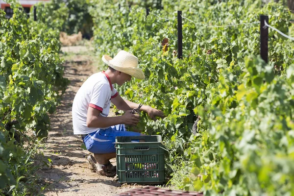 Campesino recogiendo uva durante la cosecha en Tesalónica, Grecia — Foto de Stock