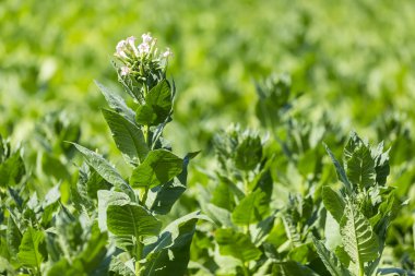 Çiçek açan tütün bitkilerin yaprak, çiçek ve tomurcukları