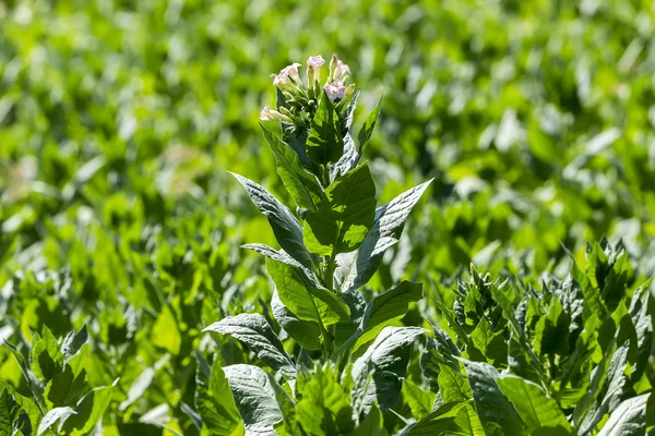 Blooming tobacco plants with leaves, flowers and buds — Stock Photo, Image