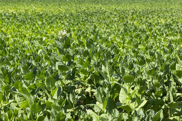 Tobacco Garden Plant Of Greece — Stock Photo, Image