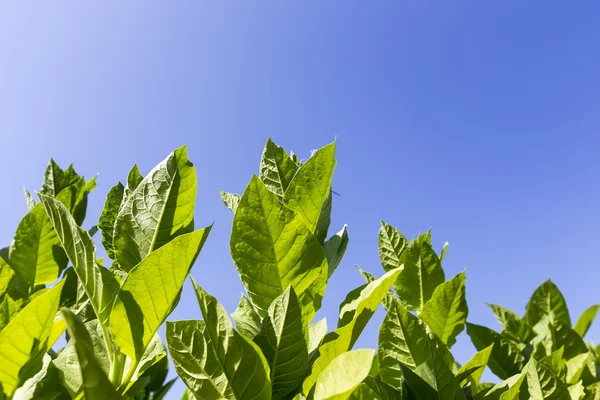 Tabakgartenpflanze aus Griechenland — Stockfoto