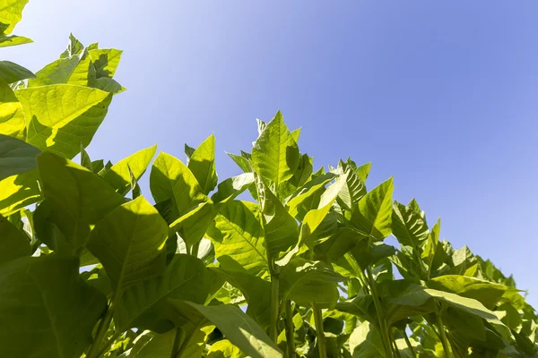 Tobacco Garden Plant Of Greece — Stock Photo, Image