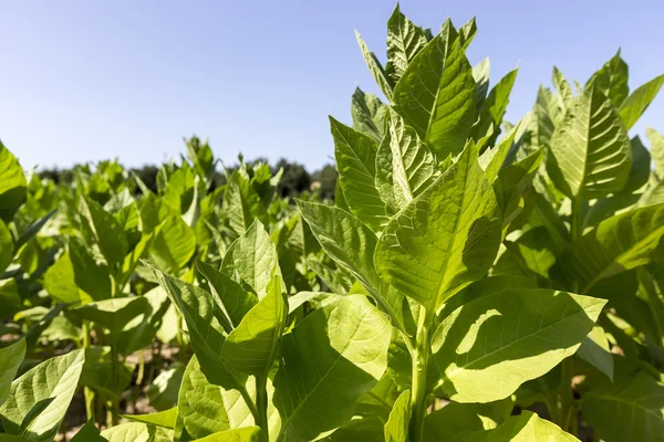 Tobacco Garden Plant Of Greece — Stock Photo, Image