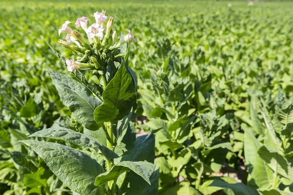 Plantes à fleurs de tabac avec feuilles, fleurs et bourgeons — Photo