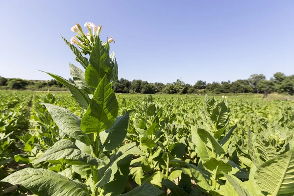 Blooming tobacco plants with leaves, flowers and buds — Stock Photo, Image