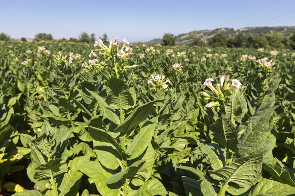 Plantes à fleurs de tabac avec feuilles, fleurs et bourgeons — Photo