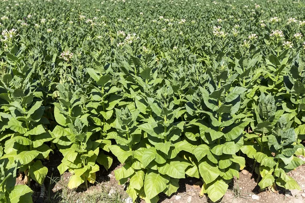 Plantas de tabaco em flor com folhas, flores e botões — Fotografia de Stock