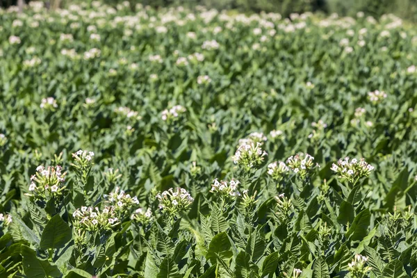 Blooming tobacco plants with leaves, flowers and buds — Stock Photo, Image